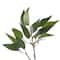Osmanthus Stem by Ashland®